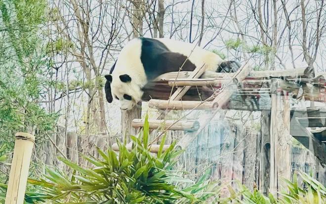 ！园方紧急公告！唐山动物园突发(图5)